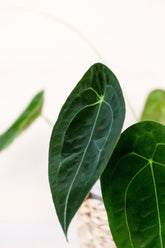 Anthurium forgettii
